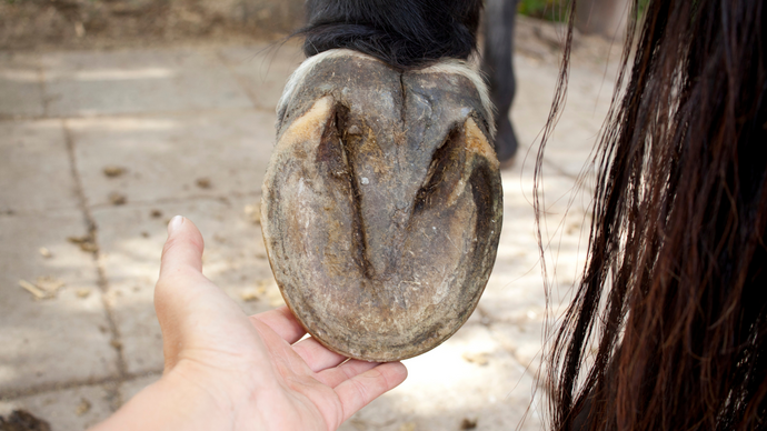 Should Your Horse Go Barefoot?