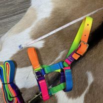 Mini Foal Nylon Halters - Henderson's Western Store