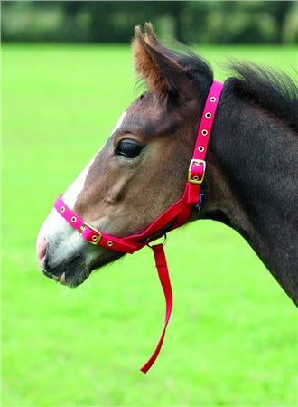 Nylon Halters ~ Foal - Henderson's Western Store