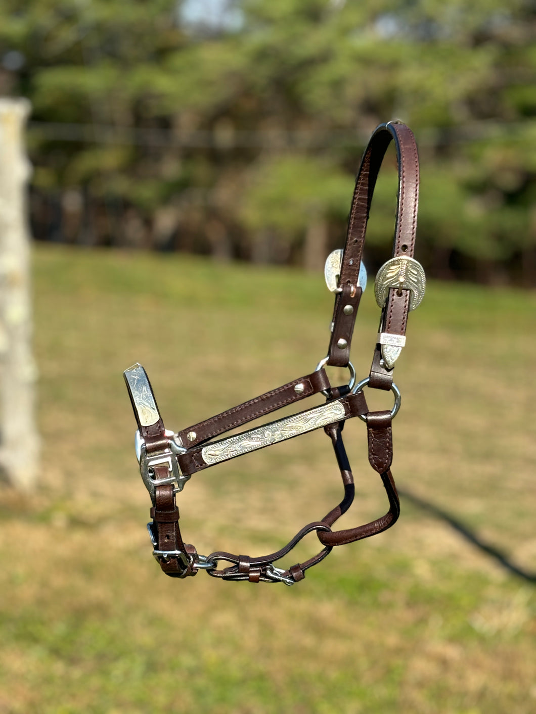 Show Halter ~ Yearling